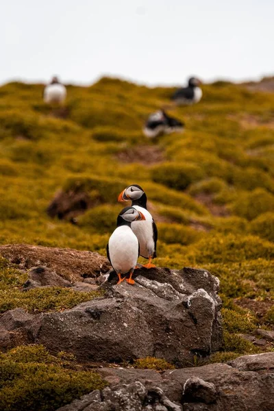 Tiro Vertical Duas Aves Puffin Atlânticas Penhasco Costeiro Coberto Musgo — Fotografia de Stock