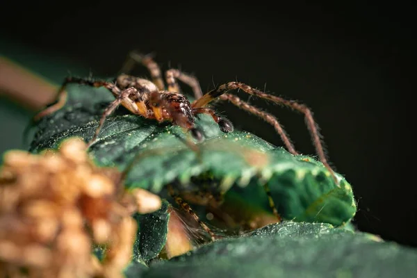 Foco Suave Uma Aranha Peluda Uma Folha — Fotografia de Stock