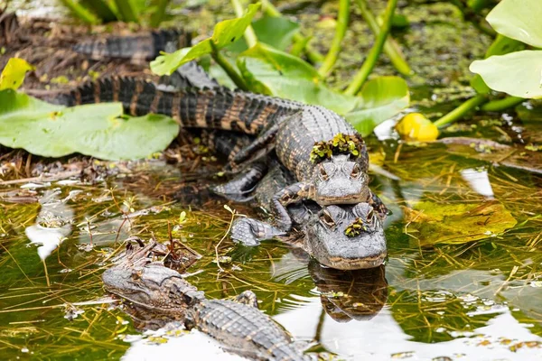 Closeup Shot Mating Crocodiles Pond — Stock Photo, Image