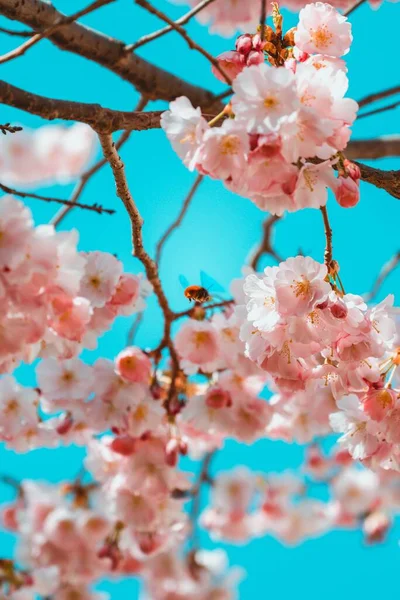 蓝天背景下的粉色樱花 — 图库照片