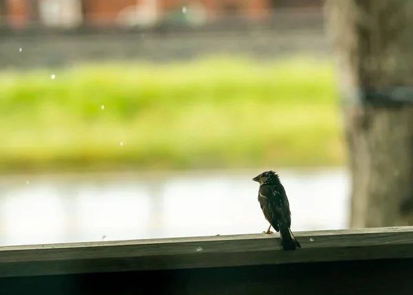 一只麻雀栖息在窗台上 — 图库照片