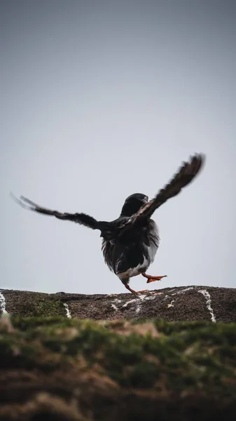 Een Verticaal Schot Van Een Atlantische Papegaaiduiker Zwaaiend Met Zijn — Stockfoto