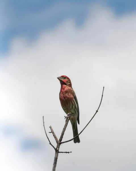 Вертикальный Снимок Обыкновенного Розового Вьюрка Carpodacus Erythrinus Ветке Против Облачного — стоковое фото