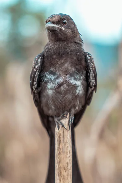 Vertikální Detailní Záběr Sedícího Černého Ptáka Dronga — Stock fotografie