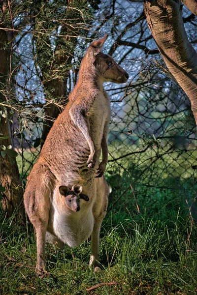 Dikey Çekimde Bebeğini Kesesinde Taşıyan Bir Kanguru — Stok fotoğraf