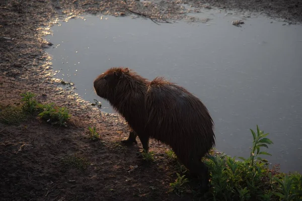 High Angle Shot Capybara Shore Pond — Stock Photo, Image