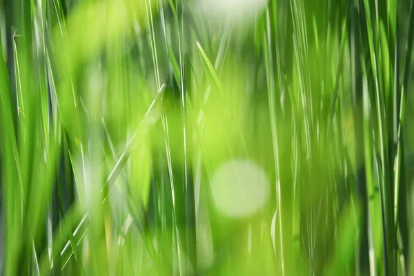Närbild Skott Grönt Gräs — Stockfoto