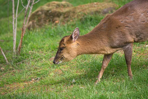 Closeup Shot Barking Deer Muntjac Grazing Pasture — Stock Photo, Image