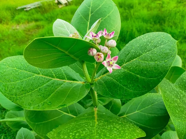 Acloseup Shot Safed Aak Flowers Selective Focus Subject Background Blue — Stock Photo, Image