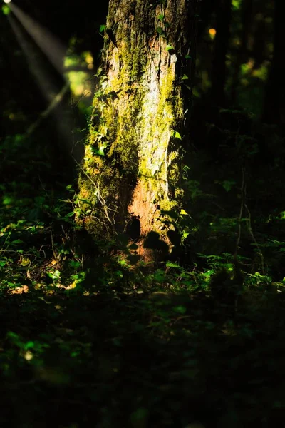 Ett Selektivt Ett Gammalt Mossigt Träd Solstrålarna Skogen — Stockfoto