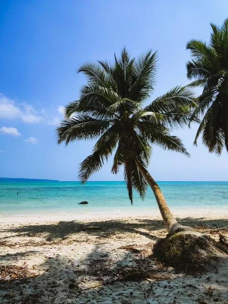 Вертикальный Снимок Красивых Пальм Пляже — стоковое фото