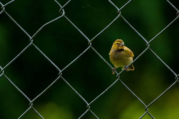 Een Close Shot Van Een Gele Binbin Wazige Achtergrond — Stockfoto