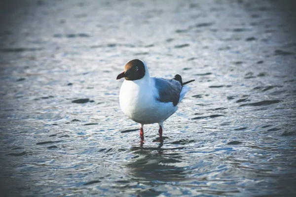 Tiro Perto Uma Gaivota Cabeça Preta Andando Água — Fotografia de Stock