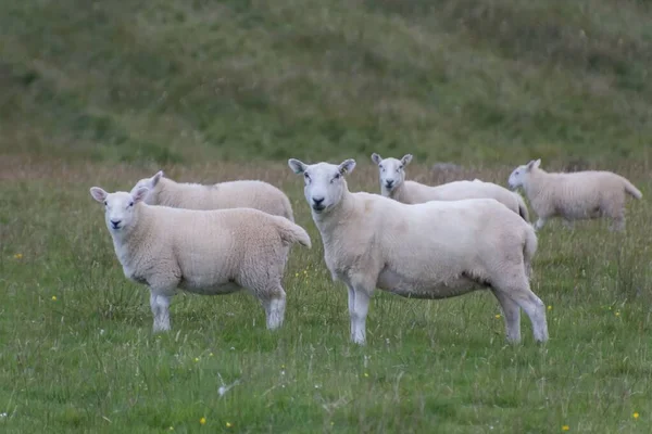 野原の美しい羊の眺め — ストック写真