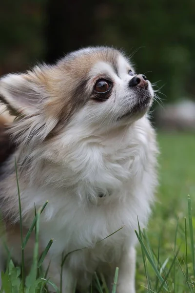 Retrato Vertical Pequeno Chihuahua Olhando Para Cima Jardim — Fotografia de Stock