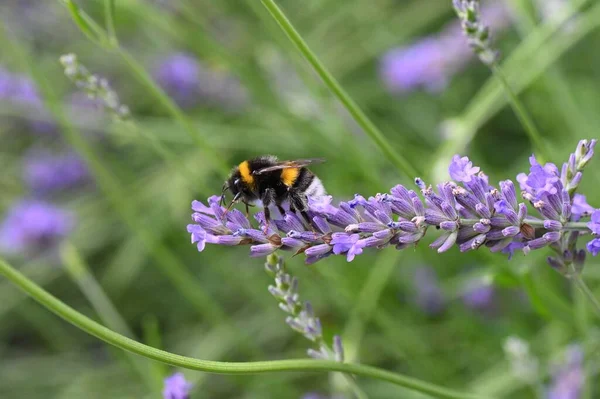 A close-up shot of a bumblebee collecting honey from lavender in the process of pollination