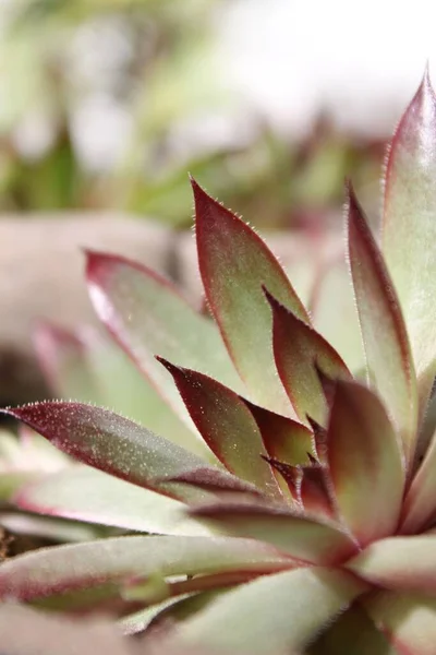 多肉植物の垂直ショットの葉 — ストック写真