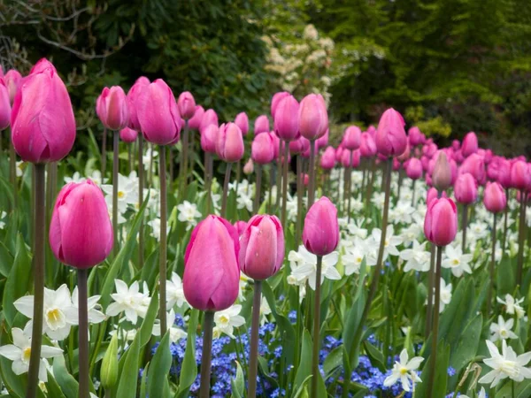 Różowe Kwiaty Tulipana Polu Białymi Niebieskimi Kwiatami — Zdjęcie stockowe