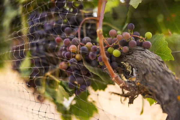 Closeup Shot Wine Grape Vineyard Southern California — Stock Photo, Image