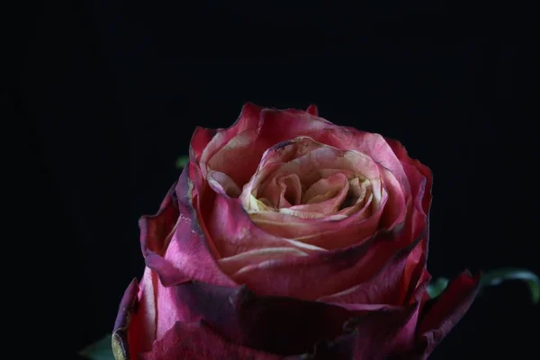 Крупный План Розового Сада Выделенного Черном Фоне — стоковое фото