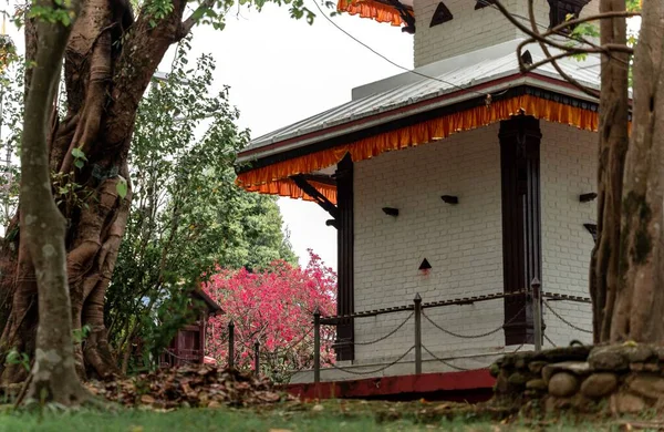 Фасад Білого Індуїстського Храму Рожевим Квітучим Деревом Фоні Покхари Непал — стокове фото