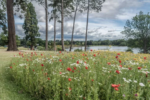 Staffordshire Lakeside Colourful Flower Display Staffordshire — Stock Photo, Image