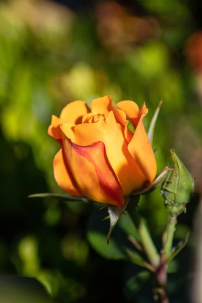 Eine Vertikale Aufnahme Einer Schönen Orangen Rose Die Einem Garten — Stockfoto