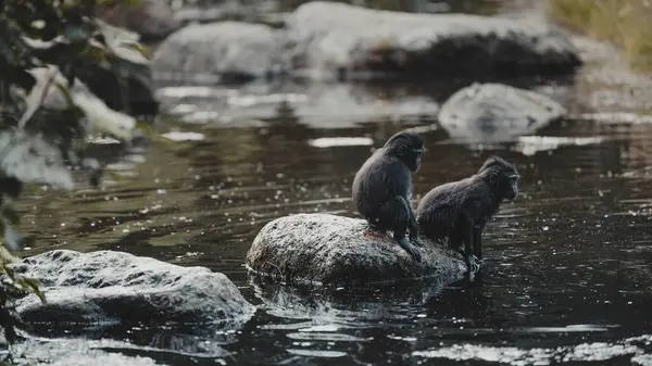 Küçük Siyah Maymundan Oluşan Sığ Bir Odak Noktası Parktaki Suyun — Stok fotoğraf