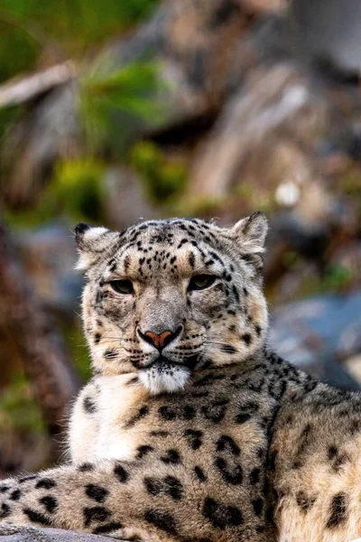 Portrét Sněžného Leoparda Panthera Uncia Dívá Stranou — Stock fotografie