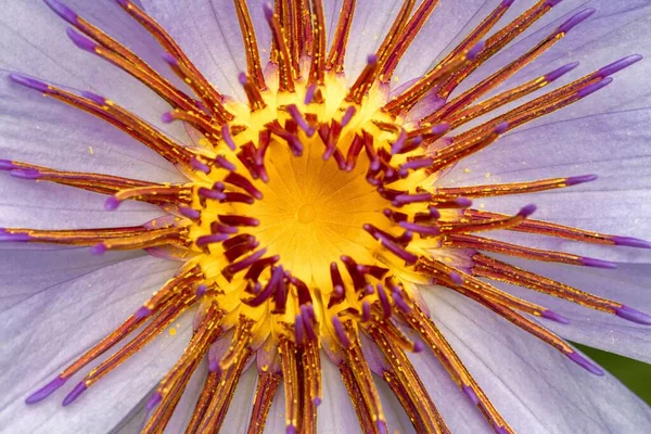 Närbild Ljus Violett Nymphaea Blomma Flyter Ytan Sjön — Stockfoto