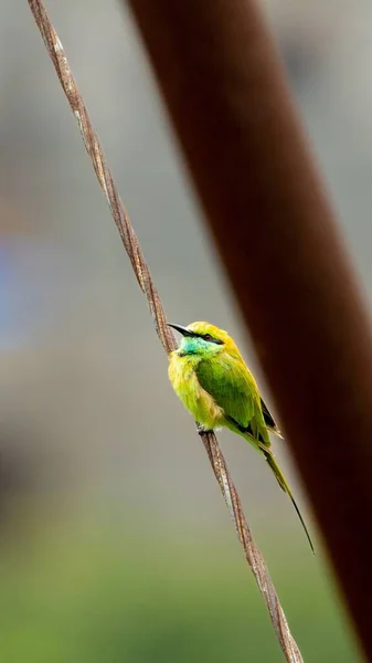 Asian Green Bee Eater Also Known Green Bee Eater — Stock Photo, Image