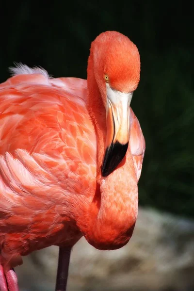 Een Verticaal Close Shot Van Een Flamingo Onder Het Zonlicht — Stockfoto