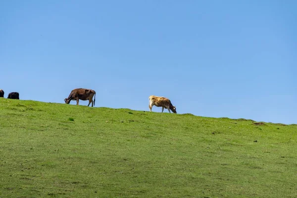 Belo Tiro Vacas Pastando Campo Dia Ensolarado — Fotografia de Stock