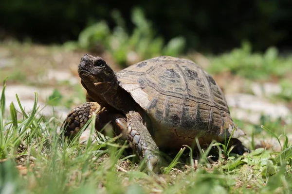 Gros Plan Une Petite Tortue Dans Jardin Sud France — Photo