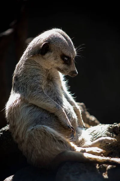 Plano Vertical Meerkat Sentado Solo Piedra — Foto de Stock