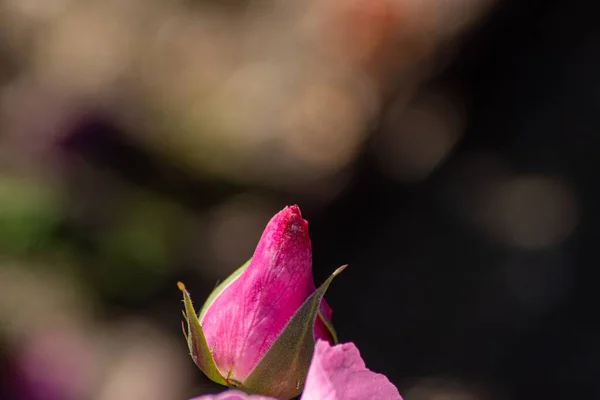 Primo Piano Bocciolo Rosa Che Cresce Giardino — Foto Stock