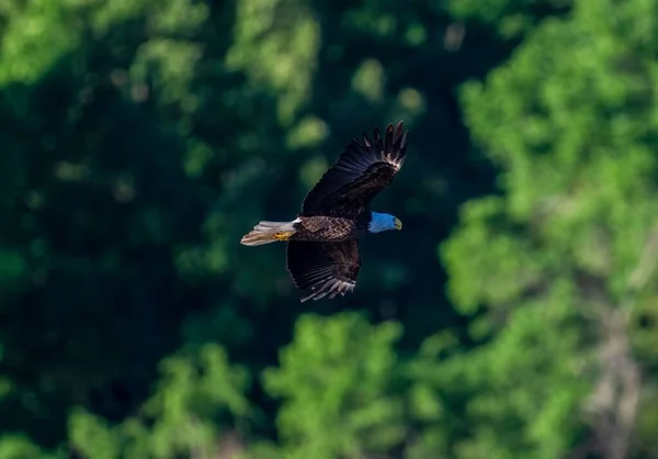 Selective Focus Beautiful Hawk Flying Lush Green Tree Background — Stock Photo, Image