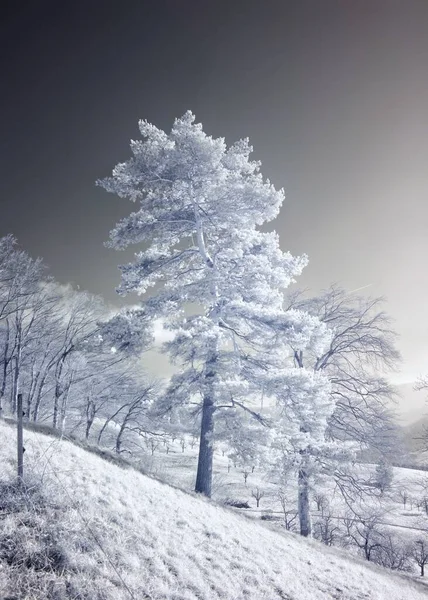Plano Vertical Bosque Hermoso Árbol Medio Completamente Cubierto Nieve Invierno —  Fotos de Stock
