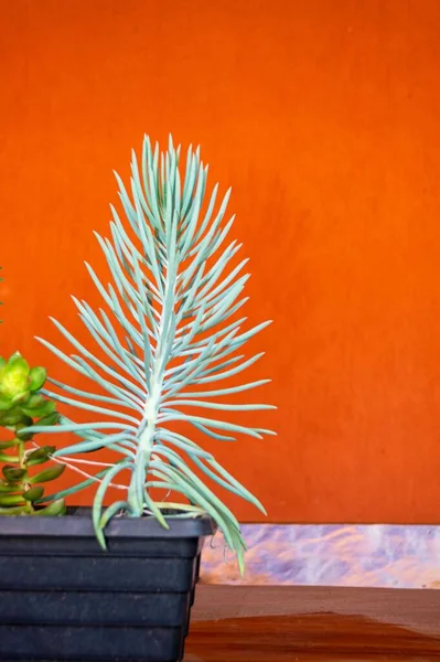 迷迭香 冷杉德拉卡娜 橙色底上的植物花瓶装饰 — 图库照片