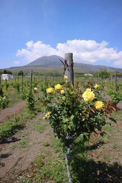 A vertical shot of golden fire roses in a vineyard on slopes of a volcano in Naples territory, Italy