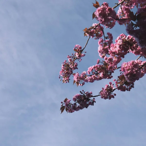 Närbild Körsbär Blommor Den Blå Himlen Bakgrund — Stockfoto