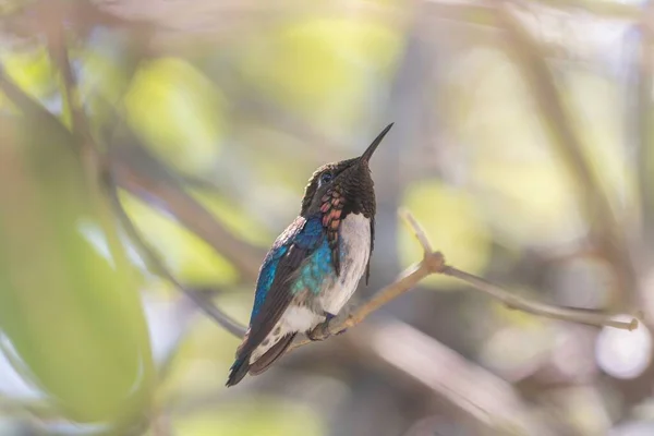 Closeup Cute Hummingbird Sitting Tree Branch Daytime — Stock Photo, Image