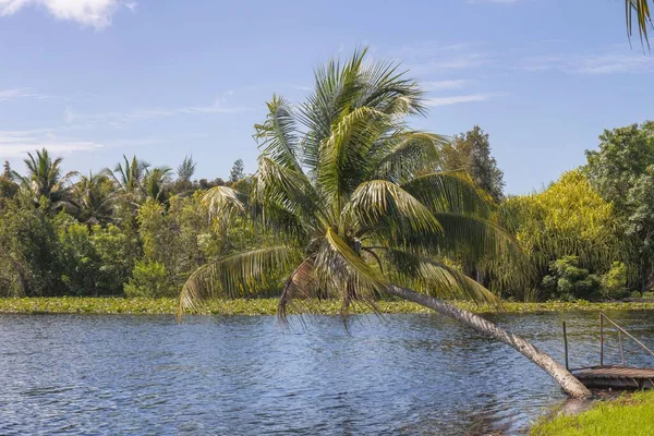 Eine Palme Beugt Sich Über Den Zapata Sumpf Kuba — Stockfoto