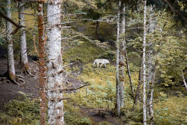 Een Schilderachtig Uitzicht Van Een Arctische Wolf Wandelend Groene Struiken — Stockfoto