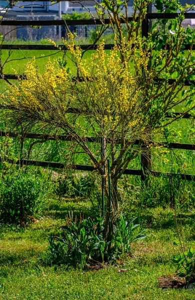 울타리와 맞닿아 초록빛 식물의 — 스톡 사진
