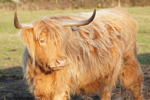 一幅站在草场上的高地牛的特写照片 — 图库照片