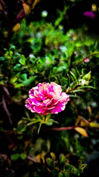Close Vertical Uma Peônia Rosa Florescendo Jardim — Fotografia de Stock