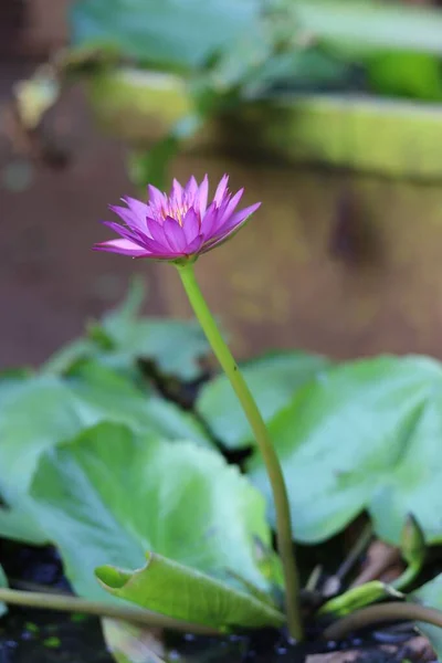 背景に葉を持つ紫色の蓮の垂直ショット — ストック写真