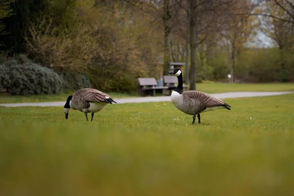 Dois Gansos Canadá Parque Langenfeld Alemanha — Fotografia de Stock