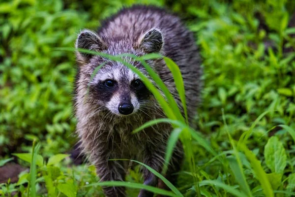 A closeup shot of a cute raccoon in its natural habitat